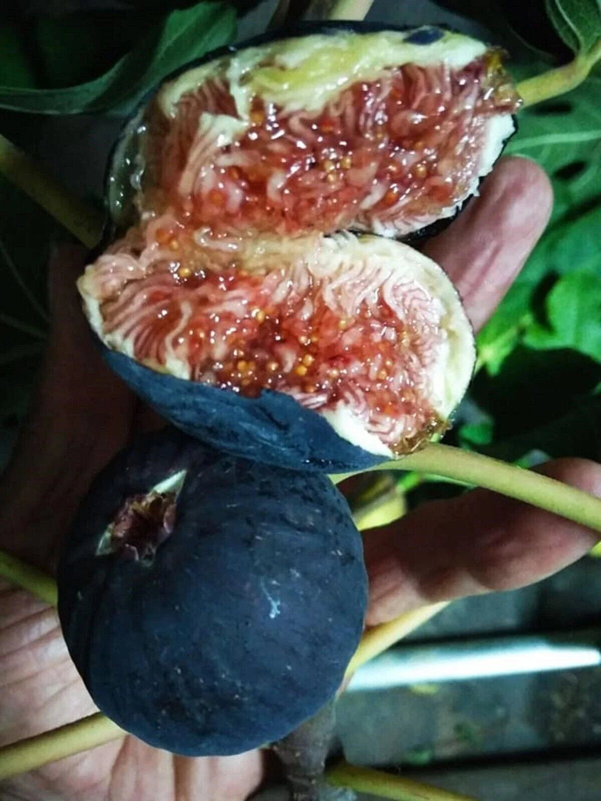 Black Madeira Fig Cutting - Non-Rooted Plant - Ficus carica 'Black Madeira'