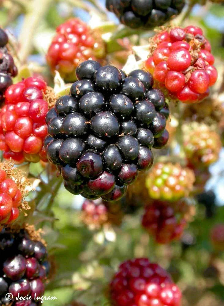 Wild Blackberry Bush Cuttings Set of 12 Unrooted - Rubus fruticosus - Ideal for Gardening and Landscaping