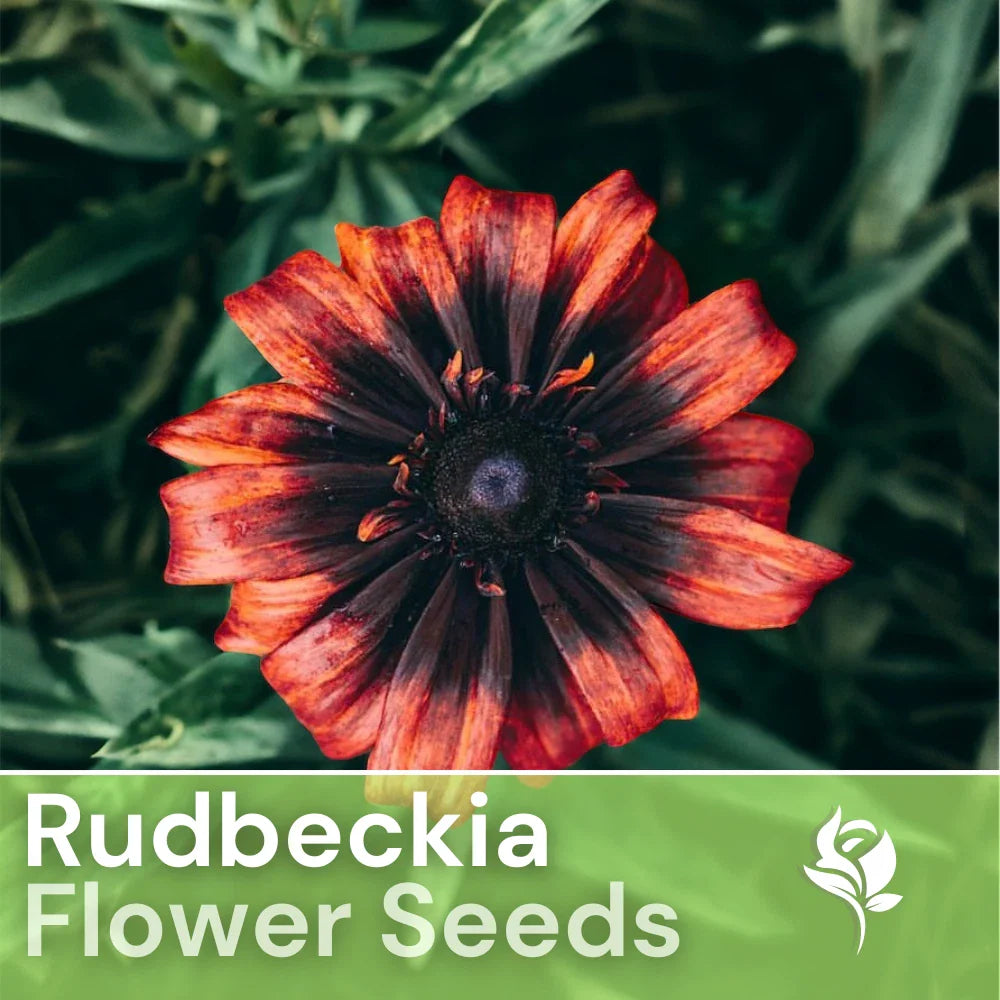 Sunset Black Rudbeckia Seeds - 125+ Annual Flower Seeds for Garden - Rudbeckia hirta