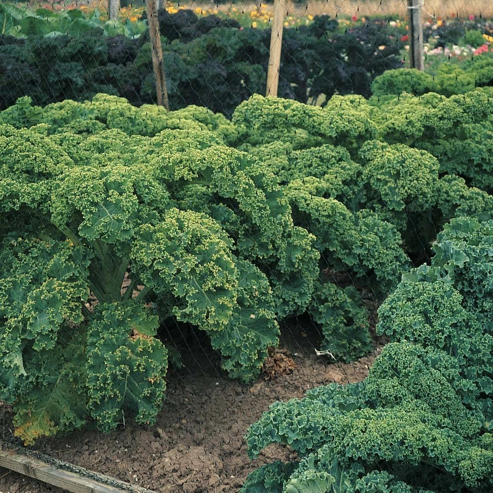 Dwarf Blue Curled Scotch Kale Seeds - Non-GMO Heirloom - Organic Vegetable Seeds - Brassica oleracea