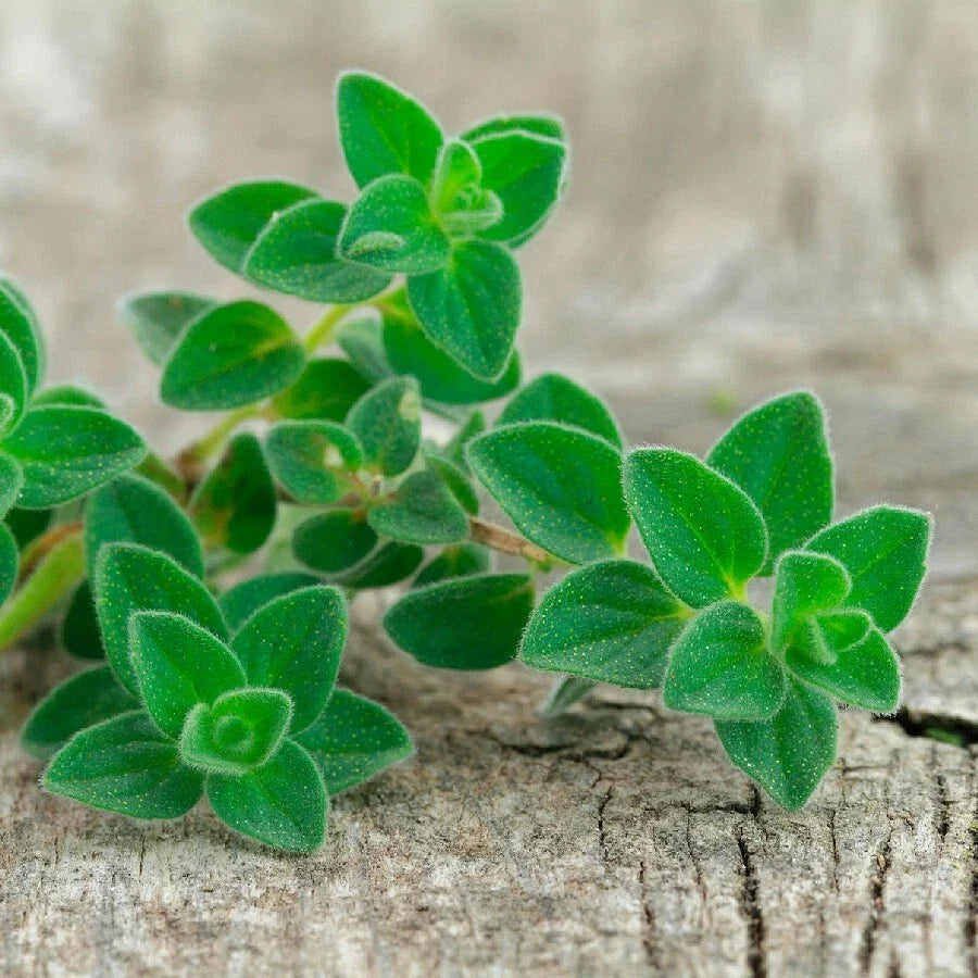 Oregano Live Herb Plant Set of 2 in 4 Inch Pot - Origanum - Bare Root Culinary Perennial for Cooking