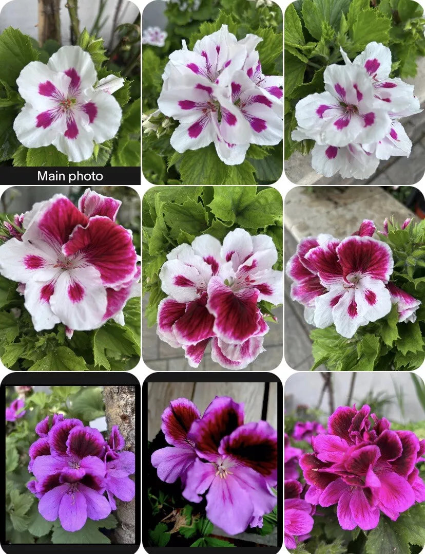 Live Geranium Plants 3” Pot Variety Set, 8-10” Tall, Pelargonium