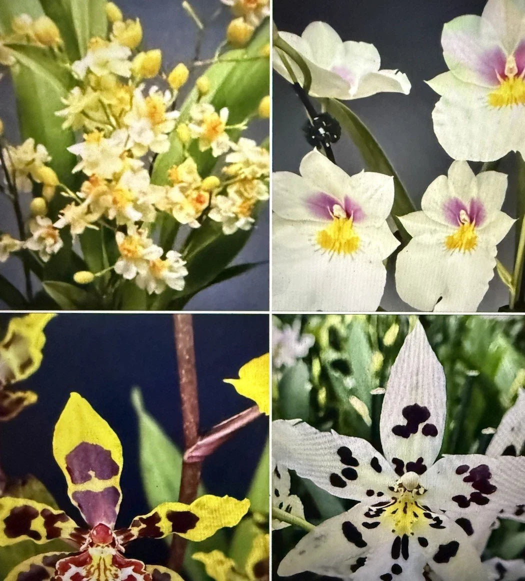 Orchid Plant Bulb, Oncidium & Miltonia Variety, Bare Root, No Tag, Not Perfect Div, Ideal for Gardening