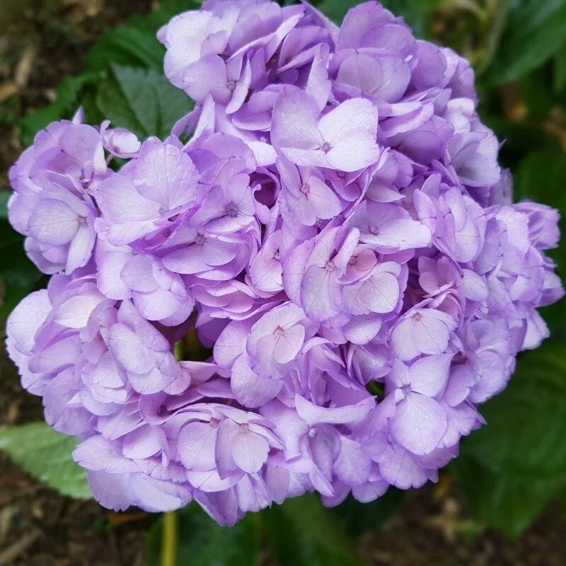 Light Purple Hydrangea Seeds - 5 Perennial Flower Garden Seeds - Hydrangea macrophylla