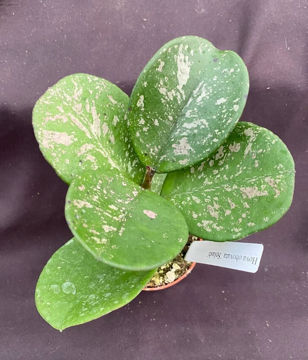 Rare Hoya obovata 'Splash' Rooted Plant 2.5" Pot