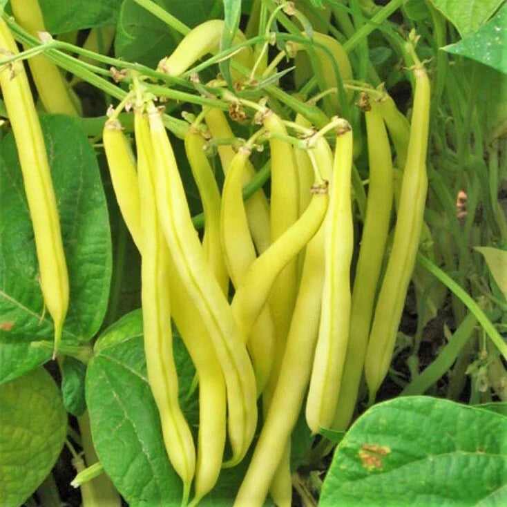 Kentucky Wonder Yellow Wax Bean Seeds | Pole Beans | Butter Golden Variety | Phaseolus vulgaris