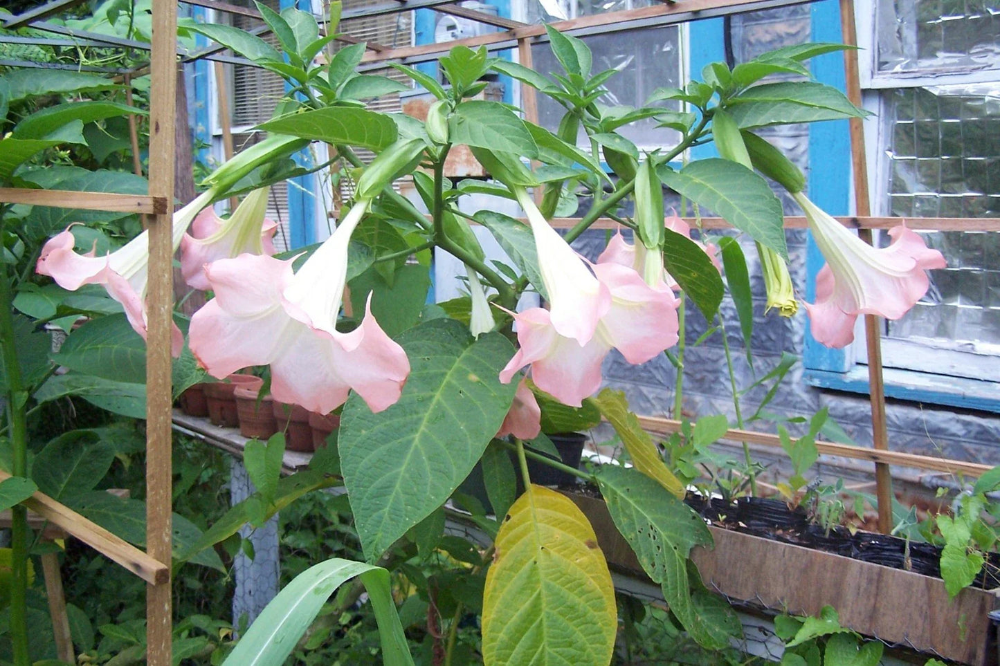 Suaveolens Pink Angel Trumpet Cuttings - 4 Stem Set (Brugmansia suaveolens) - Fragrant Flowering Plant Cuttings