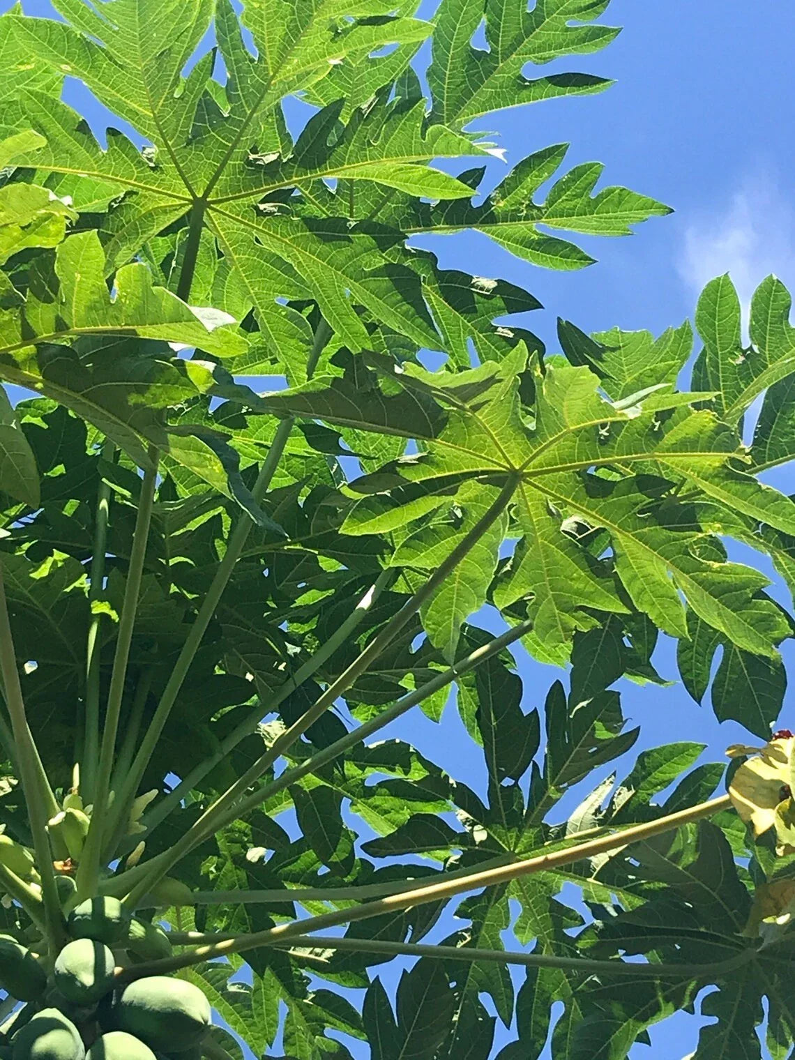 Live Papaya Tree Start Seeding - Well Rooted Plant - Tropical Fruit - Carica papaya - 8" Tall