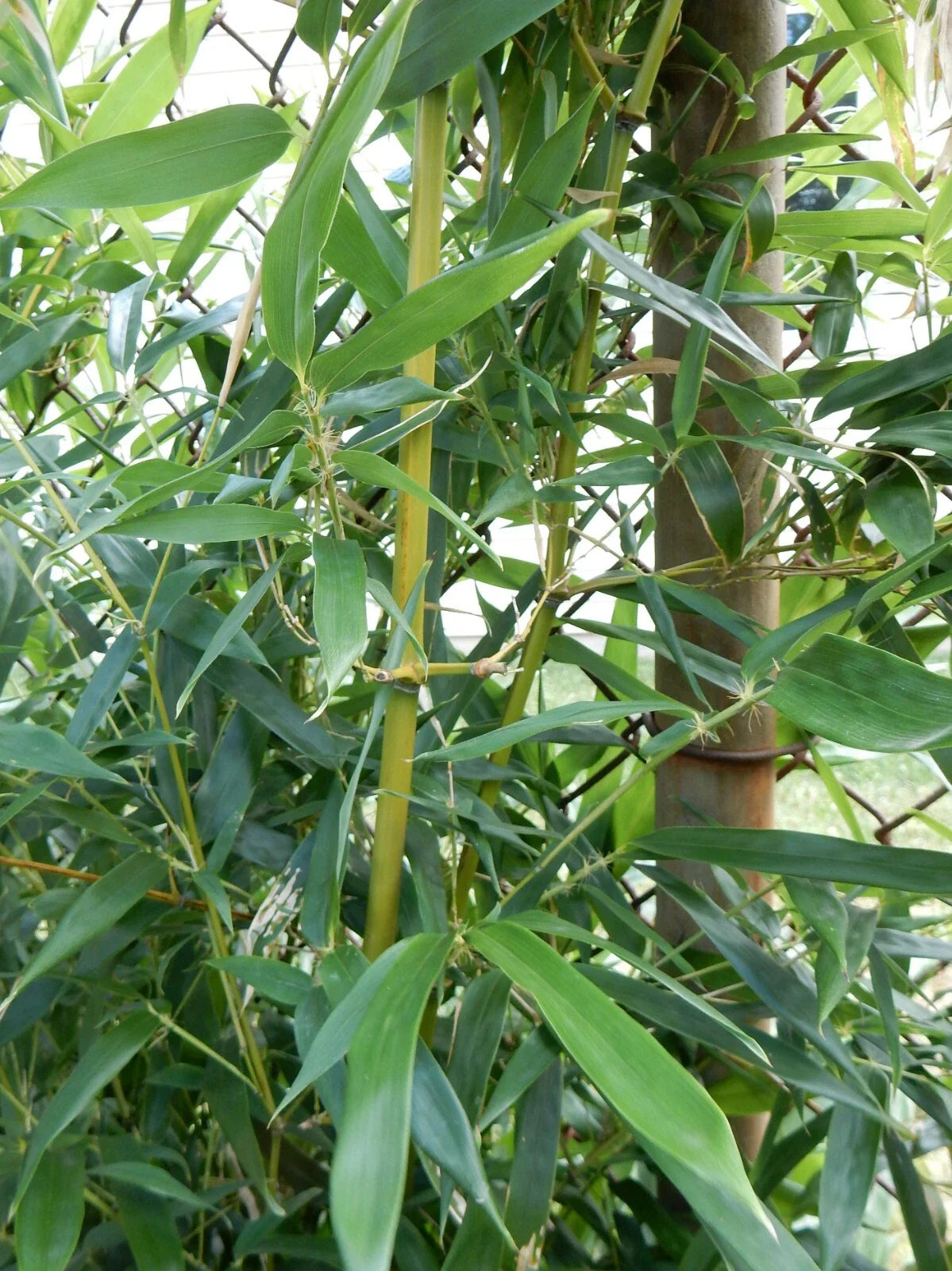 Fargesia Robusta "Wolong" Bamboo - 12" Plant - Hardy Clumping Bamboo for Privacy and Landscape