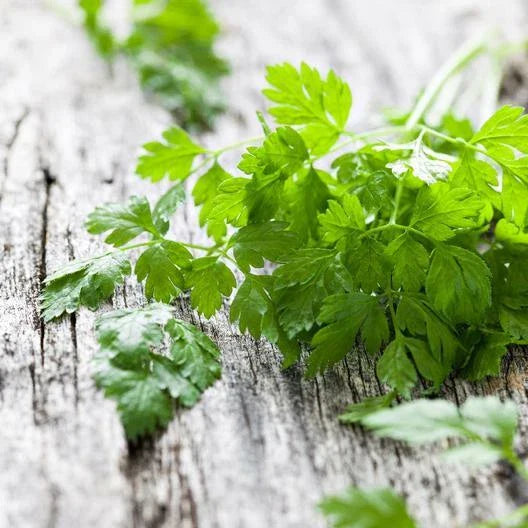 Chervil Seeds 1000 Count Non-GMO Heirloom Anthriscus cerefolium | USA Seller