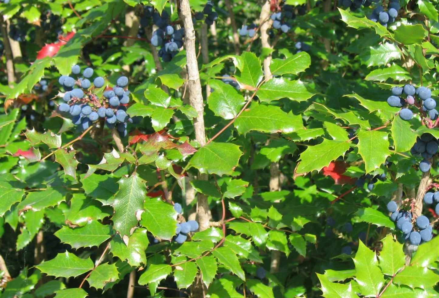 Tall Oregon Grape Seeds, 20 Seeds, Mahonia aquifolium, Native Evergreen Shrub with Edible Berries