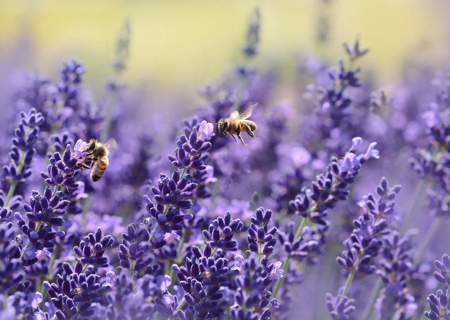 Lavender Seeds - Vera English - Non-GMO - Various Sizes - Lavandula angustifolia - Free Shipping