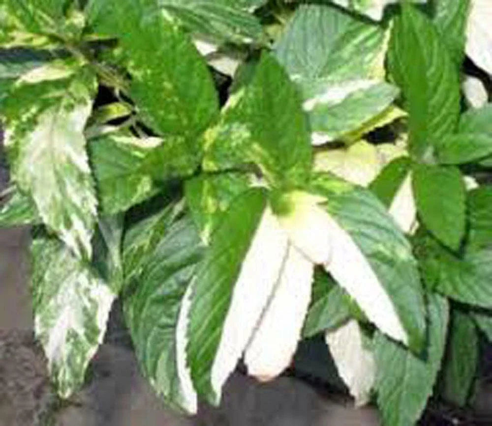 Peppermint Seeds, Heirloom Non-GMO, 500+ Premium Peppermint Seeds, Aromatic Herb, Mentha × piperita