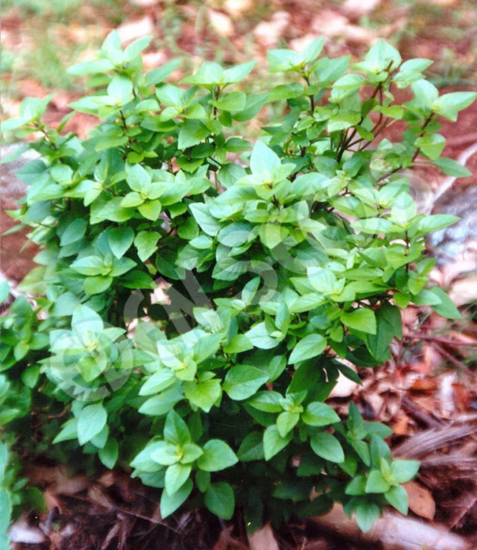 Dwarf Greek Basil Plant - RARE Non-GMO Varieties - Sizes Available - Ocimum basilicum