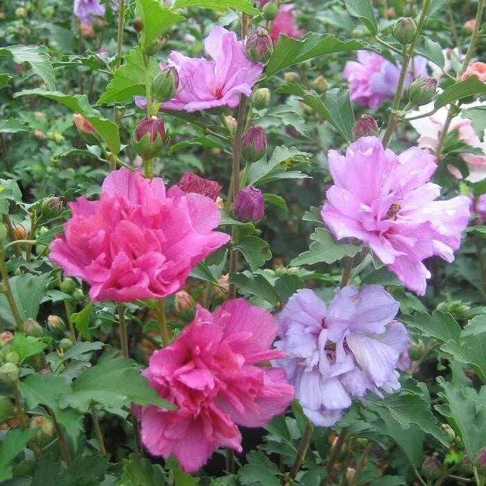 Mixed Rose of Sharon Hibiscus Althea Live Plants - 3 Varieties, Various Colors, 2.5'' Pots (Hibiscus syriacus)