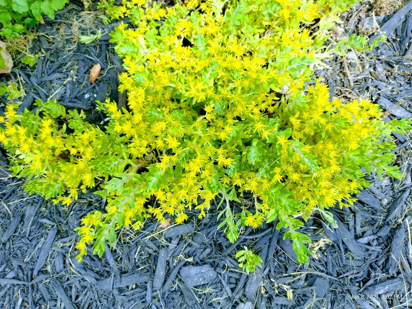 Creeping Sedum Ground Cover Plants - 25 Perennial Cuttings (1-3 inches) - Sedum spurium