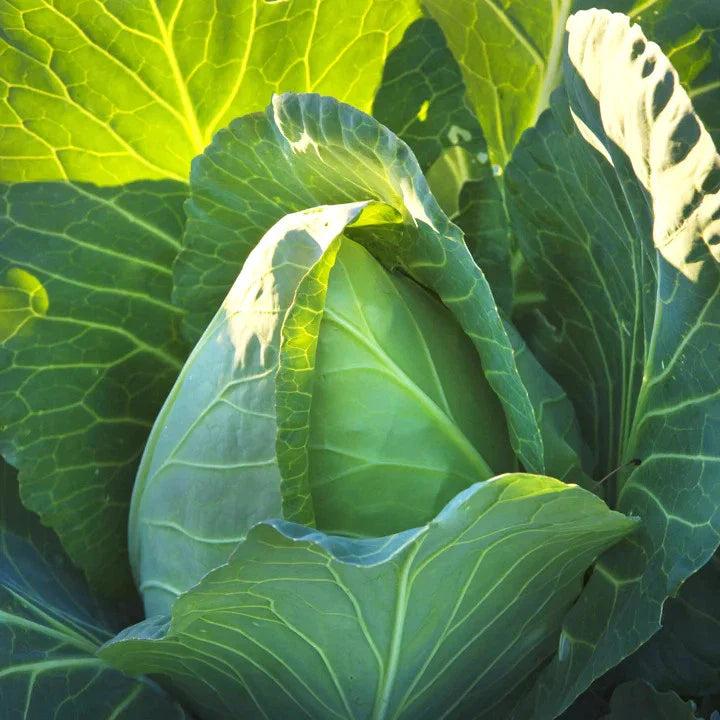 Early Jersey Wakefield Cabbage Seeds - 1000+ Count - Pointed Cabbage Seeds for 2025 Planting - Brassica oleracea