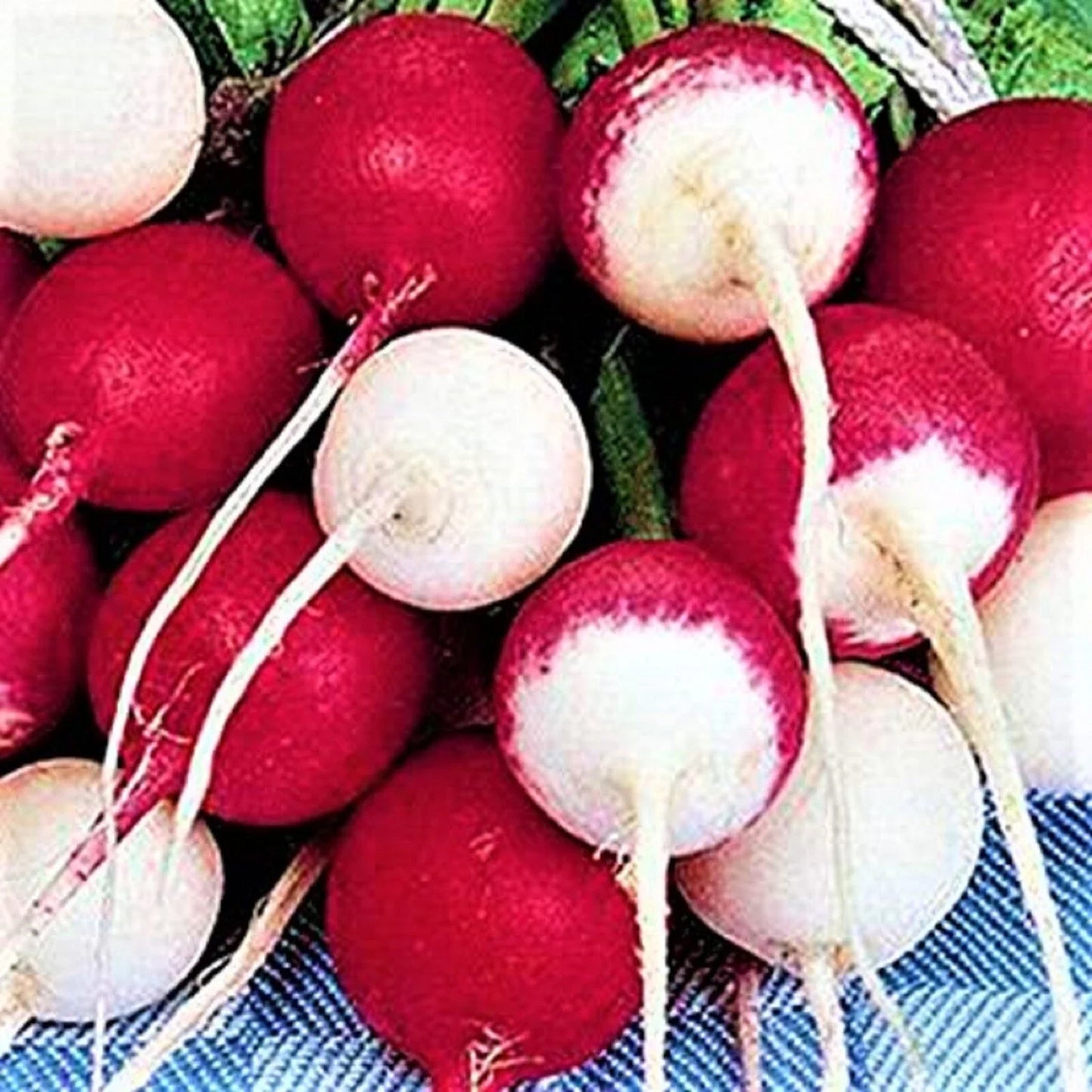 Confetti Mix Radish Seeds 200+ Non-GMO - Colorful Radish Variety for Home Garden (Raphanus sativus)
