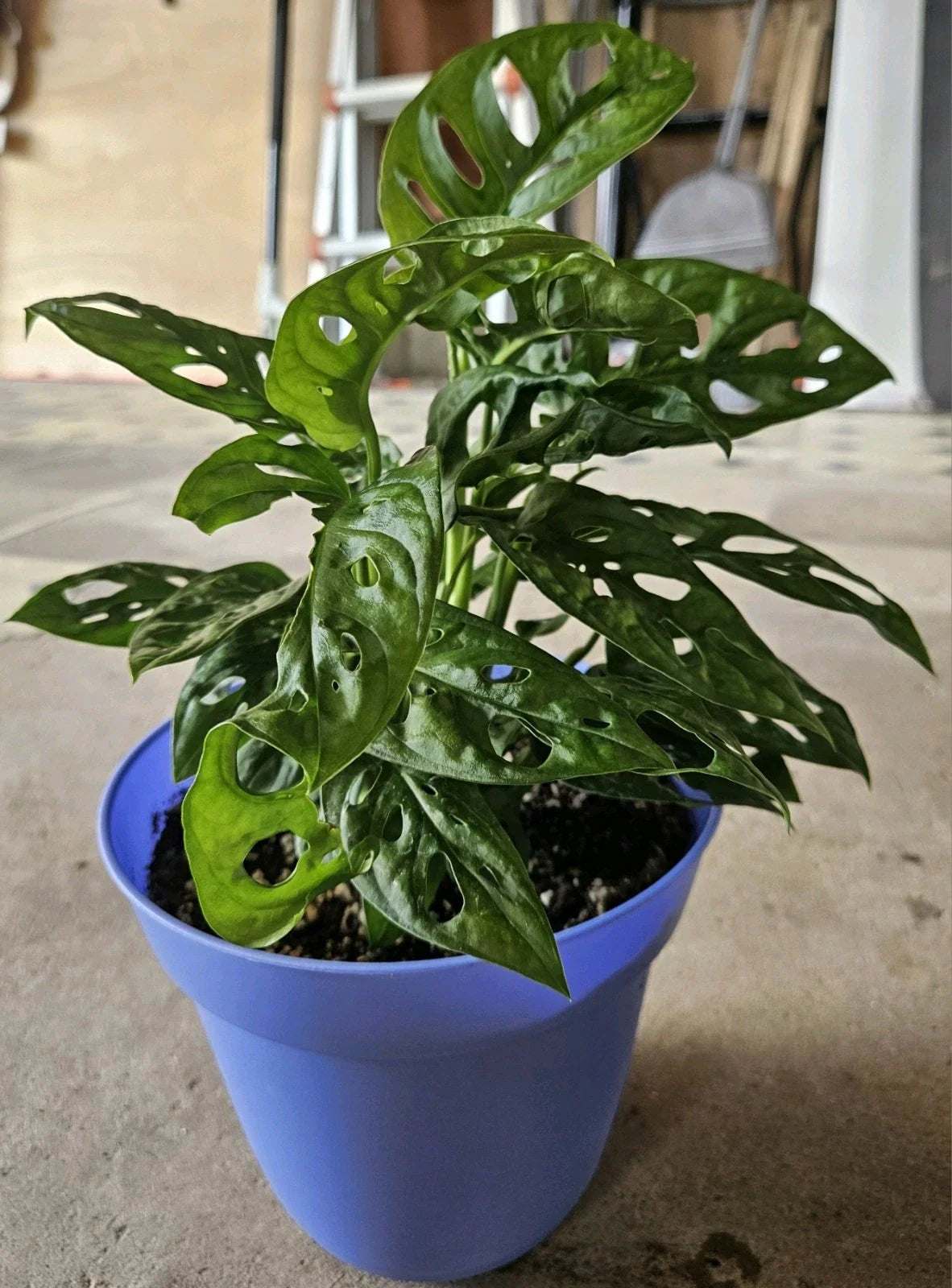Monstera Deliciosa Live Plant Cuttings 5ct Unrooted Swiss Pothos Indoor Houseplant
