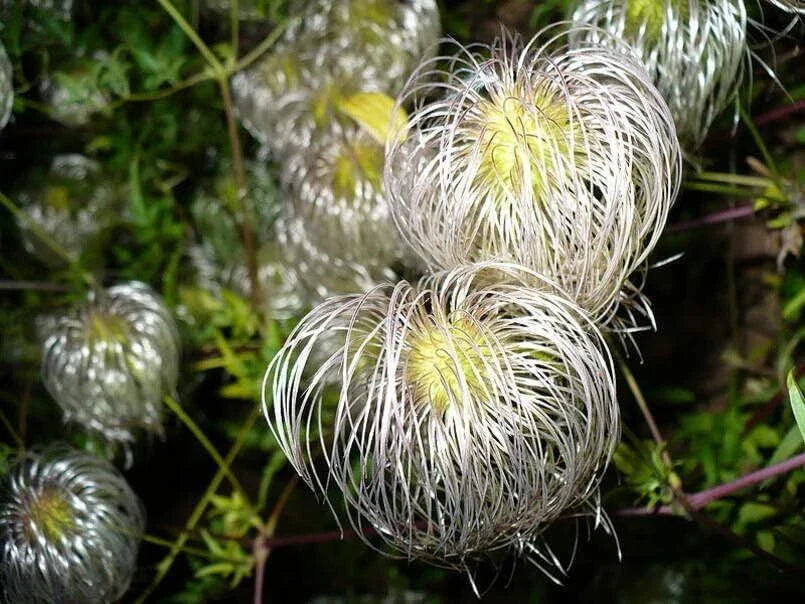 Clematis Seeds for Planting - Golden Variety (30 Seeds) - Clematis tangutica