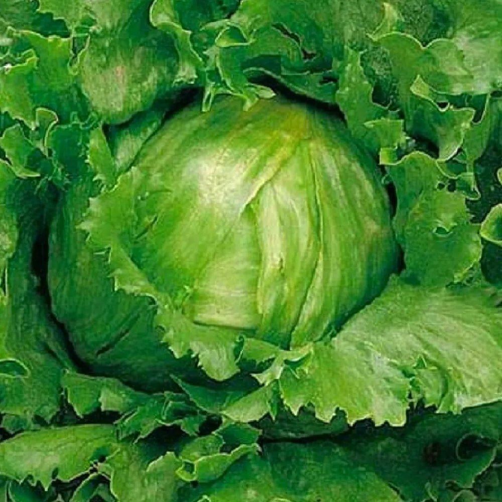 Crisphead Great Lakes Lettuce Seeds | NON-GMO Heirloom Lettuce | Vegetable Seeds for Home Garden