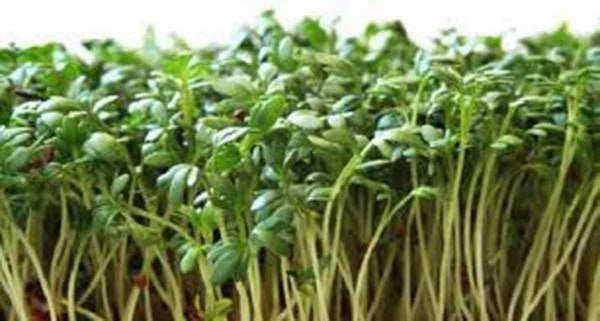 Curled Cress Seeds - Heirloom Broadleaf Sprouts - 25+ Seeds - Microgreens - Perfect for Home Gardening