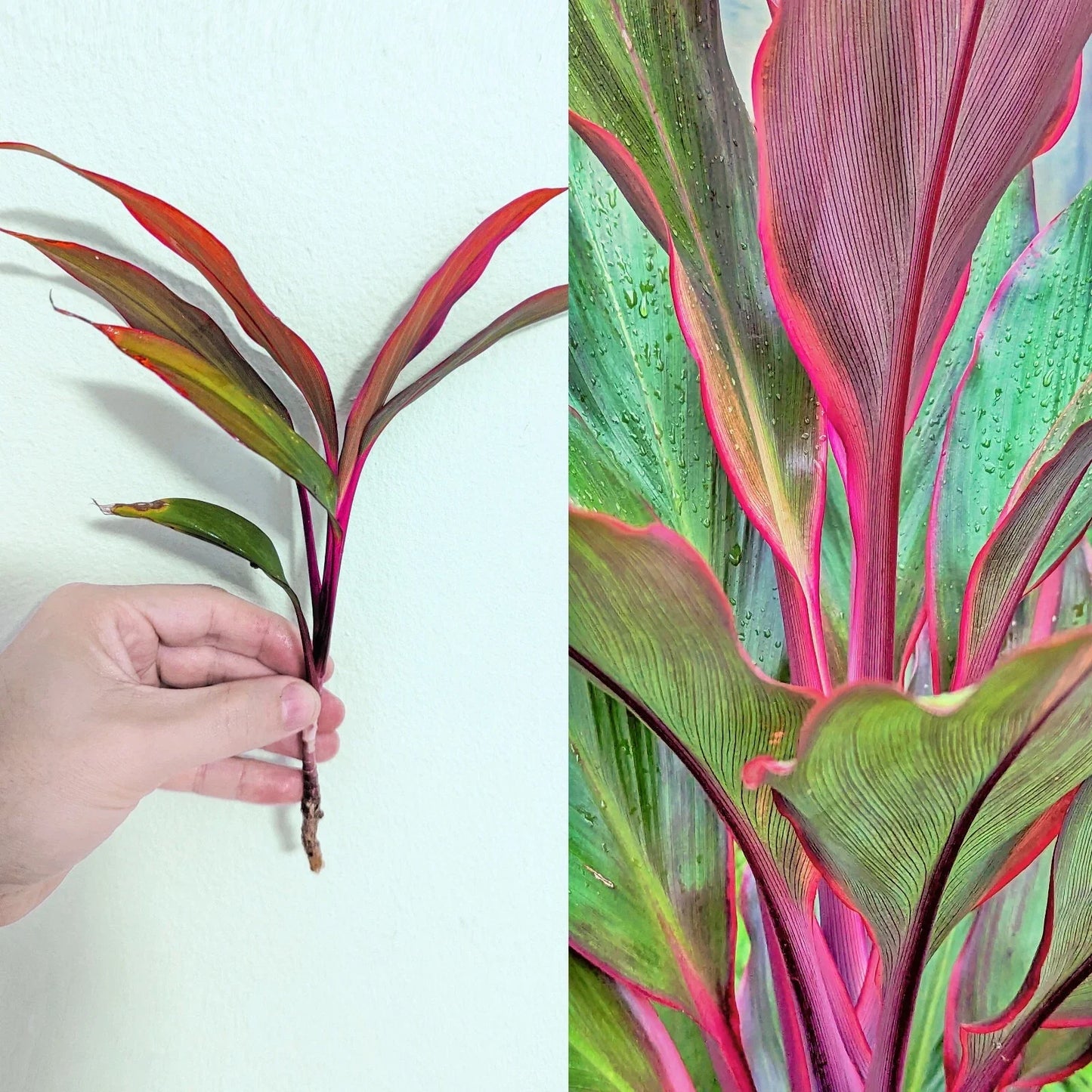 Cordyline Fruticosa Cuttings - 5" Green Red Tropical Plants - Easy to Grow Rare Houseplant