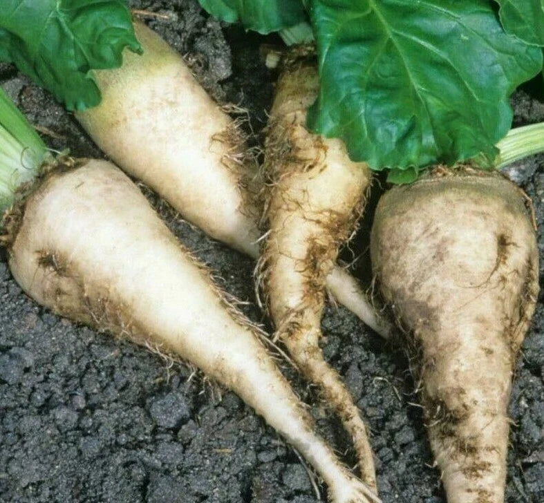 Sugar Beet Seeds 100+ Pack | Survival Garden | Healthy Vegetables | Beta vulgaris
