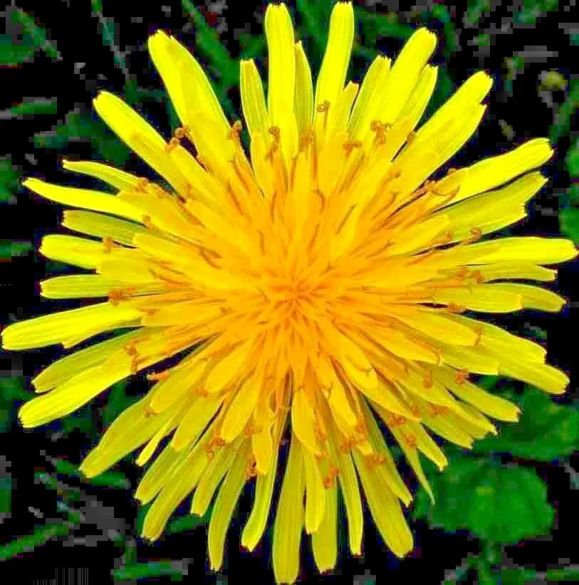 Dandelion Seeds for Microgreens & Salads - Organic Perennial Herb - 1000+ Seeds - Taraxacum officinale