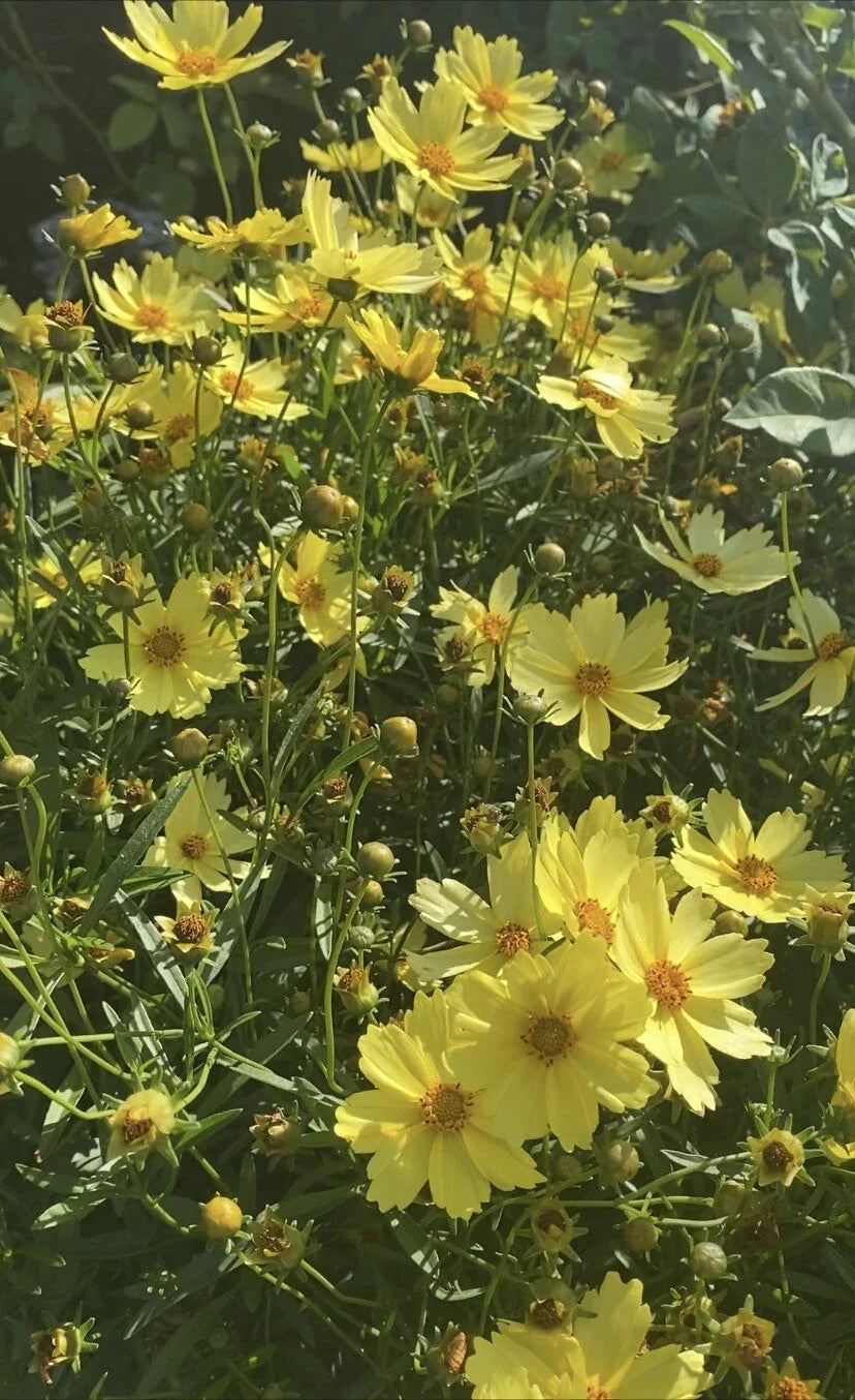 Live Big Bang™ Full Moon Yellow Blossom Plant, 3-Year Old, Long Blooming Perennial (Scientific Name: Not Available)