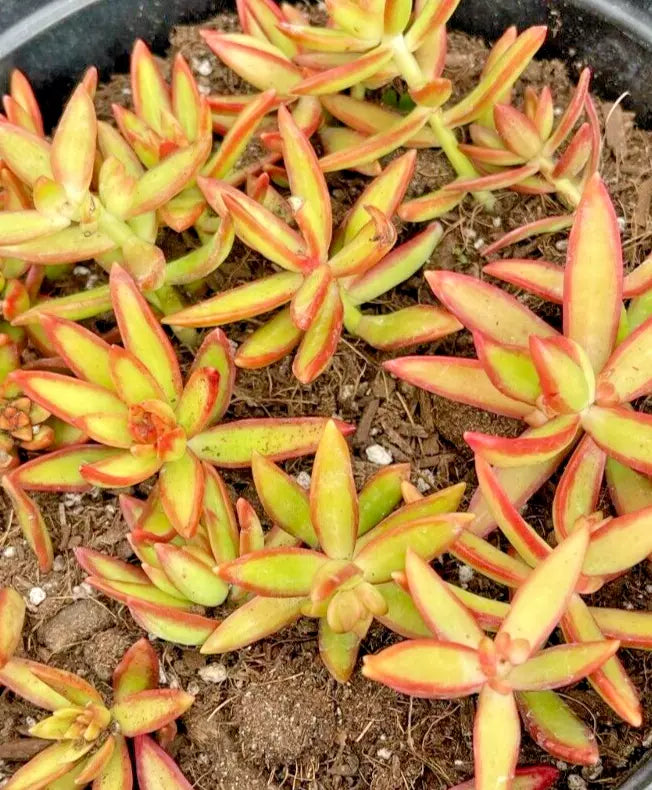 Succulent Cuttings 5-Pack Yellow Red Sedum adolphi 'Firestorm' Star Rosettes Live Plant