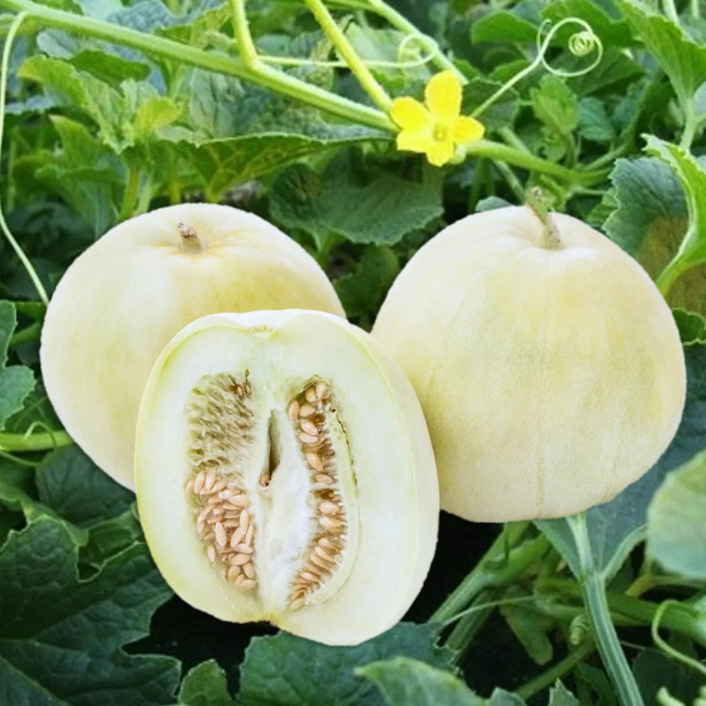 Bai Mibao Asian Melon Seeds - White Thin-Wall Muskmelon Seeds for 2025 Planting - Cucumis melo