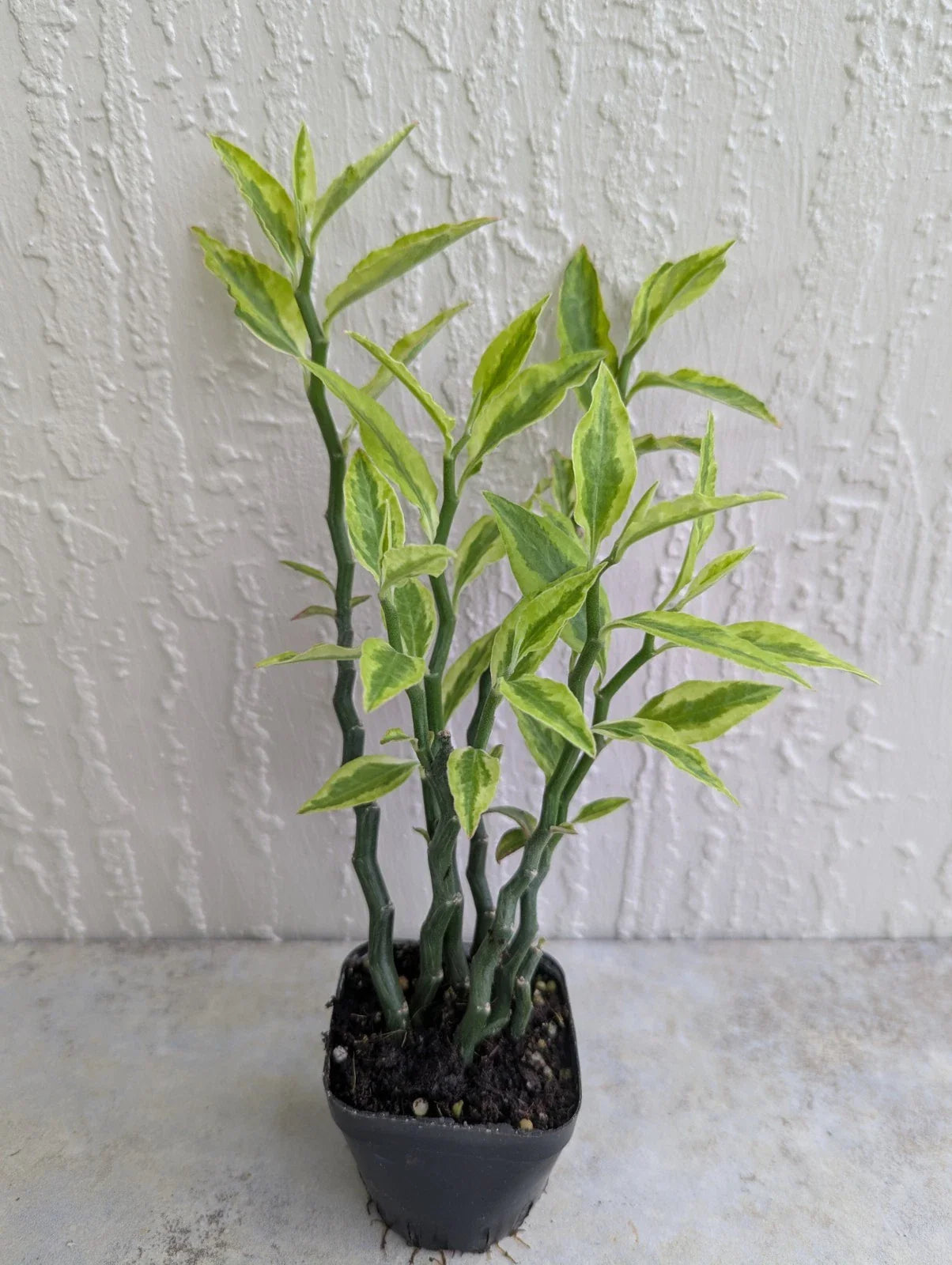 Variegated Devil's Backbone Plant - 2.5" Pot - 6 Stems - Unique Succulent - Euphorbia tithymaloides
