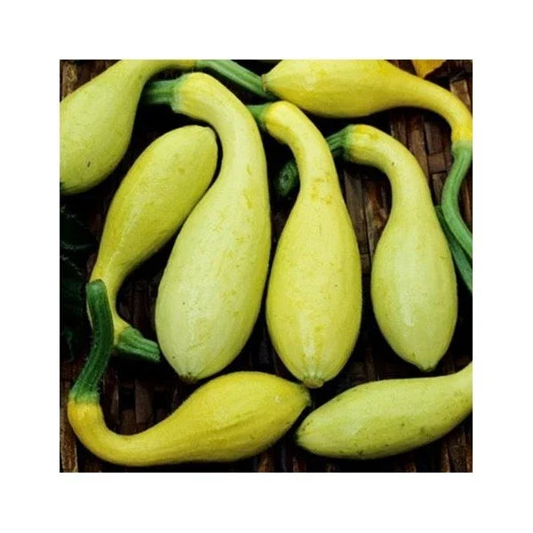 Early Summer Crookneck Squash Seeds - Fresh Seeds for Planting, Cucurbita pepo
