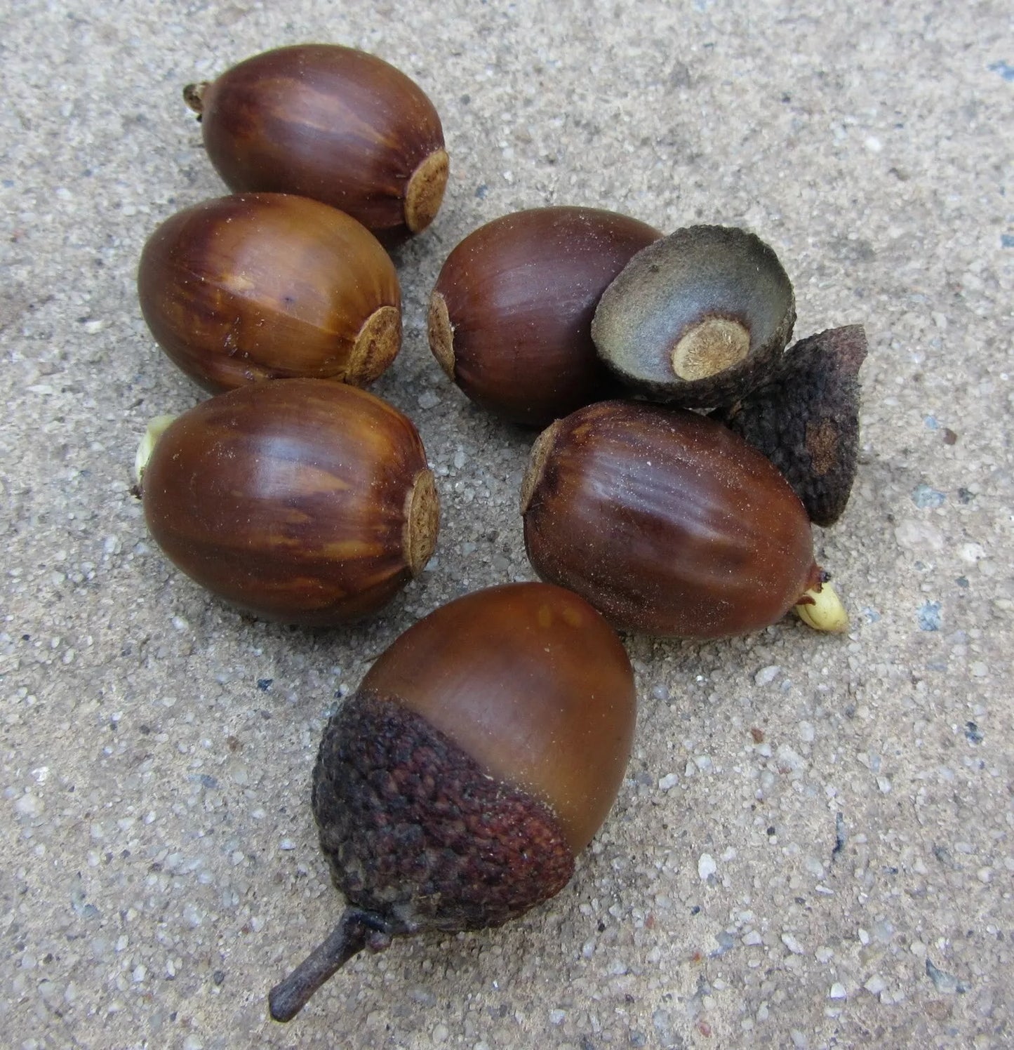 Chestnut Oak Acorns - 25 Seeds - Quercus prinus - Large, Shiny Acorns for Planting - Mature Height 50-70 Feet