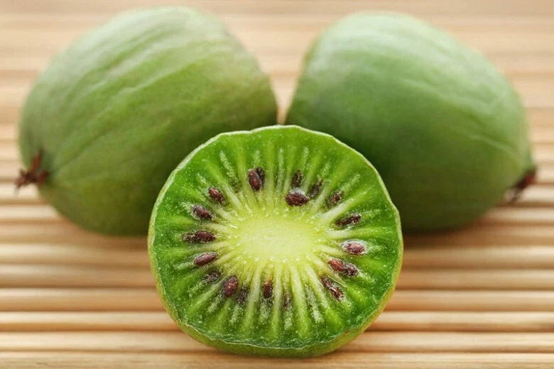 Kiwi Plant Starter - 1 Live Rooted Issai - Self-Pollinating - Hardy for Zones 3-8 - Actinidia arguta