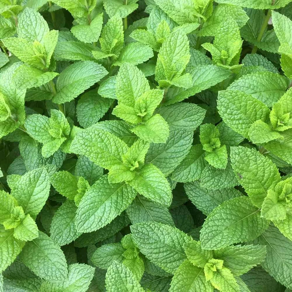 Organic Spearmint Plant (Mentha spicata) – Live Herb Starter | Fresh Culinary Mint, Tea Herb, Fast-Growing Perennial