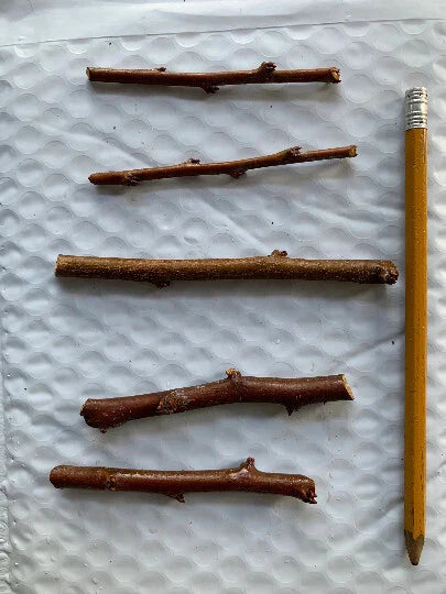 5 Emerald Pluot Scions – Unrooted 3–6" Grafting Cuttings – Plum x Apricot Hybrid – Rare Fruit Tree Variety for Grafting