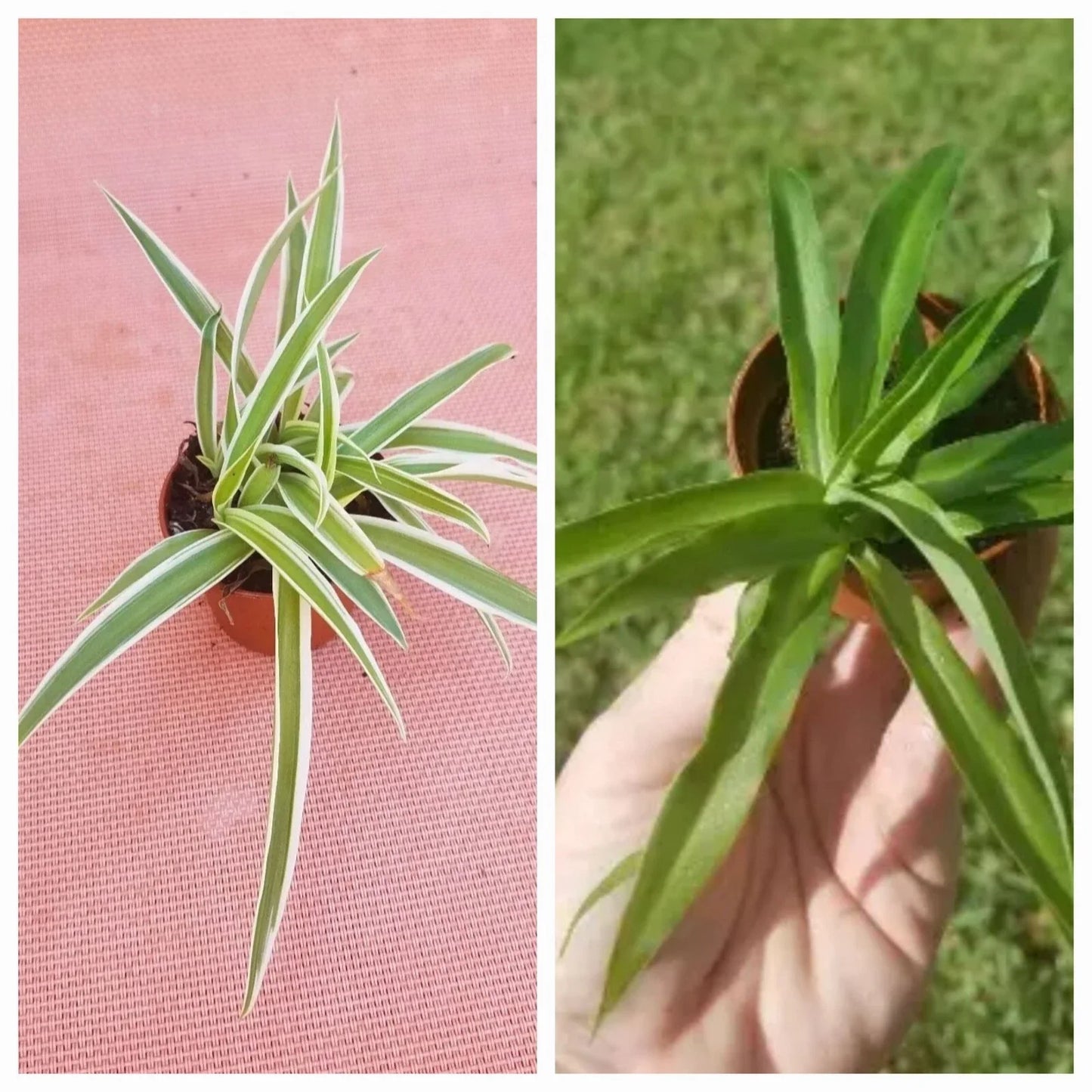 Set of 2 Spider Plants - Variegated & Solid Green - Chlorophytum comosum Houseplants