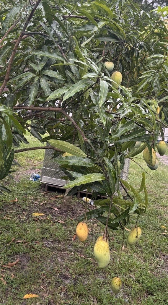 Mango Scion Grafting Cuttings - 3 Bud Wood for Grafting - Venus Variety - Mangifera indica