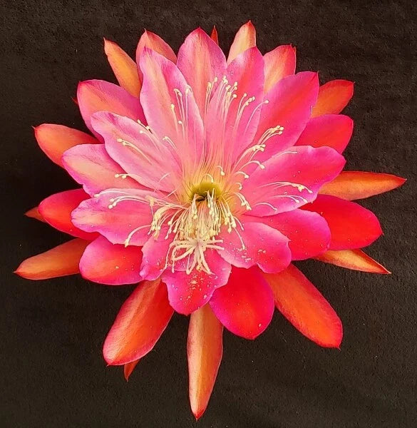 Epiphyllum Cuttings Collection - 20 Unrooted Cuttings - Perfect for Propagation - Epiphyllum spp.