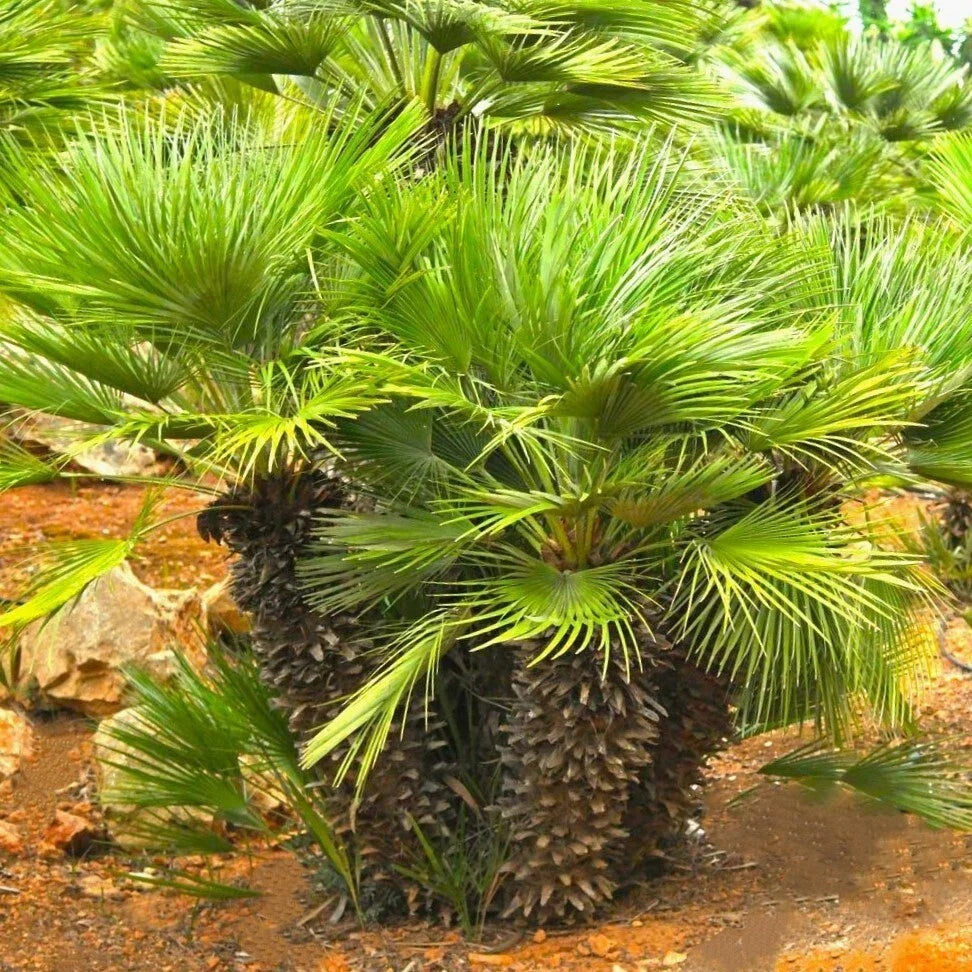 European Fan Palm Tree Seeds - Chamaerops Humilis - Palmito Seeds for Planting - Fast Shipping 2025