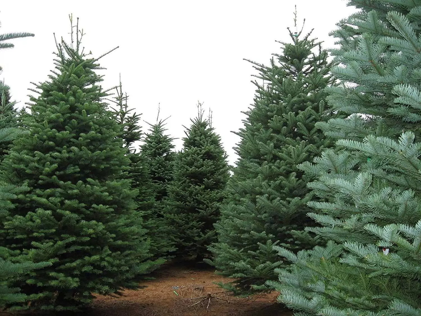 Noble Fir Seeds for Planting | 20+ Seeds | Evergreen Tree | Abies procera