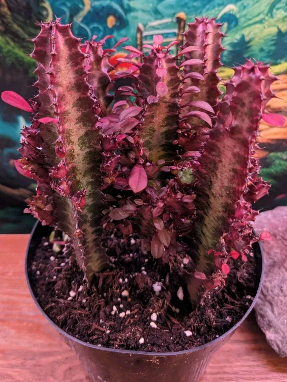 Euphorbia Royal Red Trigona Cuttings Succulent Cacti 4-6" - Unique Red Foliage, Drought Tolerant Plant