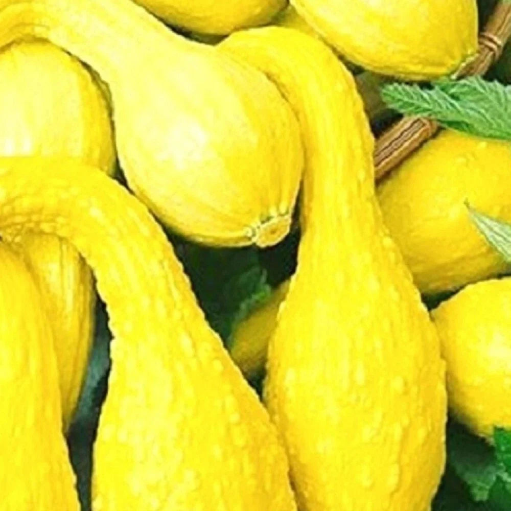 Crookneck Yellow Squash Seeds | Non-GMO Heirloom | Organic Vegetable Seeds | Cucurbita pepo