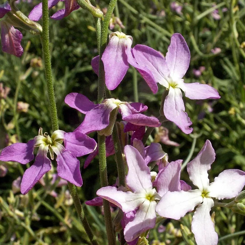 Evening Scented Stock Seeds 1000+ Mathiola Longipetala USA - Fragrant Flower Seeds for Garden Planting