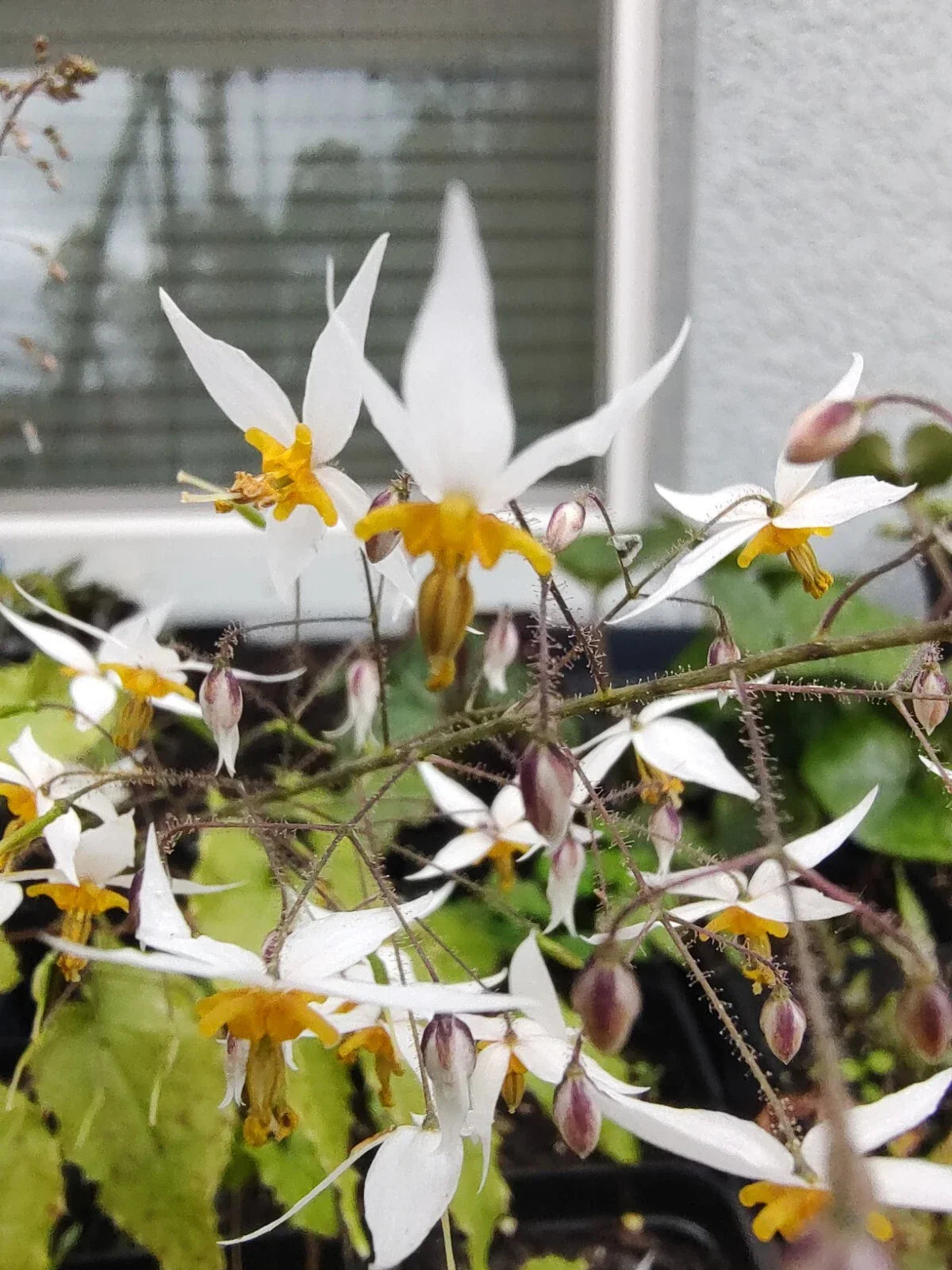 Epimedium Plant - Ground Cover - Drought Tolerant Perennial - Barrenwort - Epimedium spp.