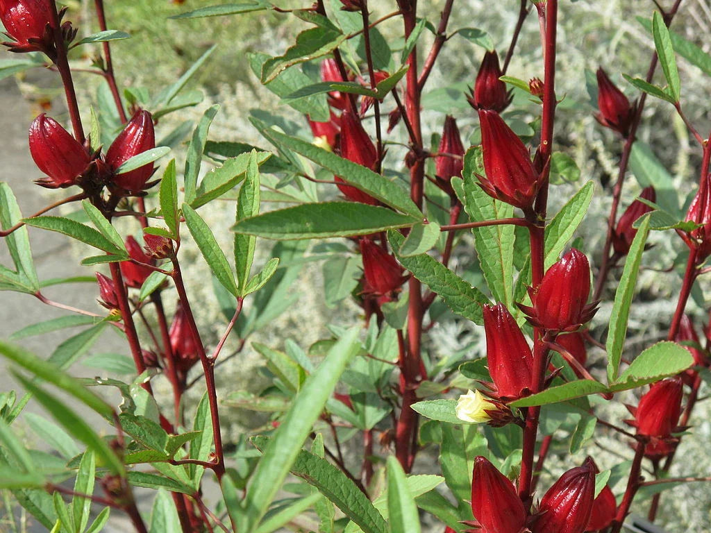 50 Roselle Seeds - Asian Sour Leaf Hibiscus sabdariffa - Organic Herb Seeds - Free Shipping