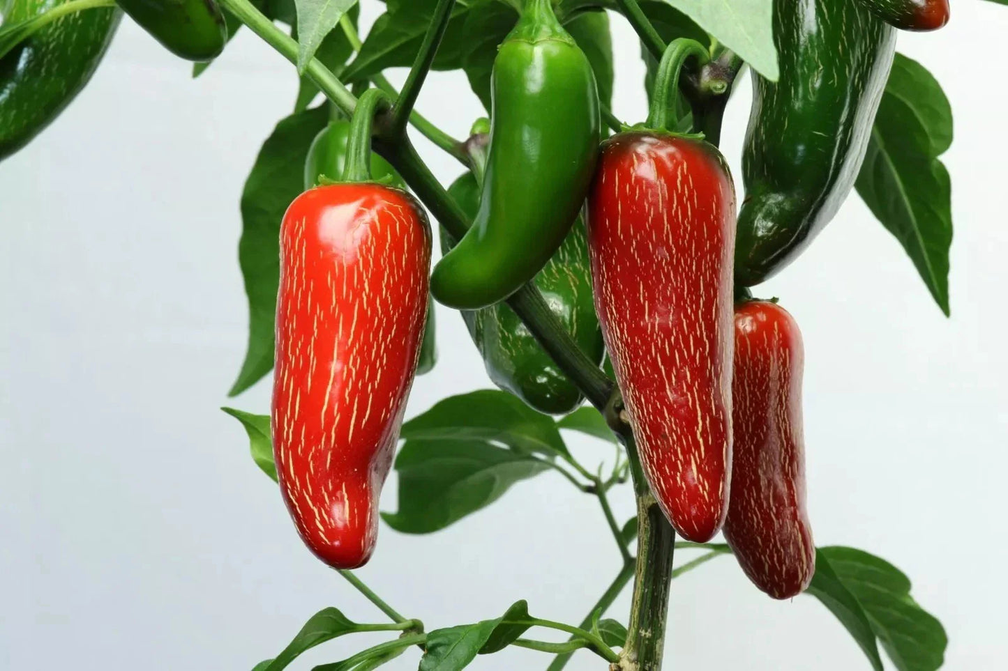 Early Jalapeno Pepper Seeds - 50+ Heirloom Non-GMO Chili Seeds - Capsicum annuum