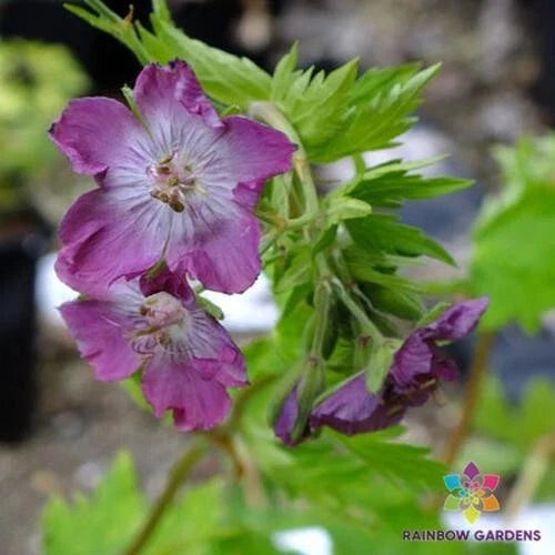 Mottisfont Rose Geranium Seeds - 25+ Pack for Garden Planting - Pelargonium 'Mottisfont' - USA